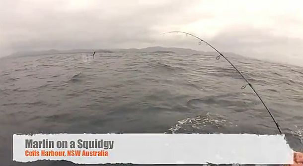 VIDEO: Marlin on a Squidgy